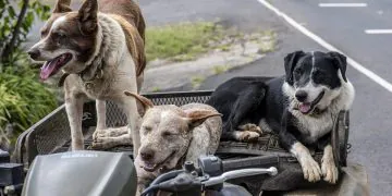 Un vétérinaire a partagé les cinq races de chiens qu’il choisirait, et ce n