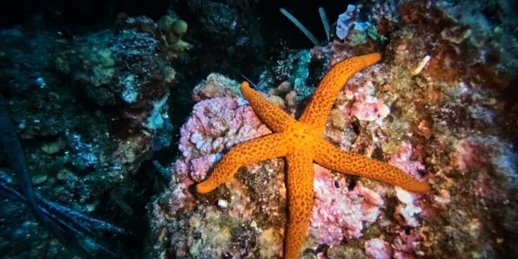 étoile de mer