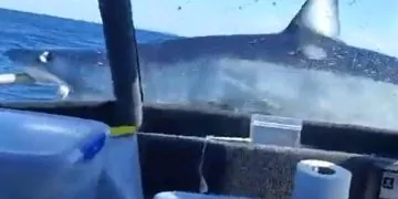 requin nouvelle-zelande attaque bateau