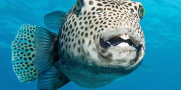 Des chercheurs découvrent des dizaines de créatures mystérieuses dans les fonds marins