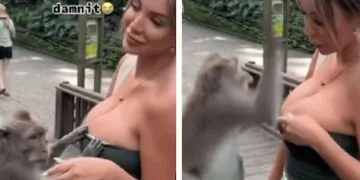 1668663867 Ce Singe A Des Mains Tres Baladeuses Devant Une Ancienne