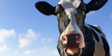 1668667483 Les Vaches Nourries Au Chanvre Agissent Lapidees Et Produisent Du
