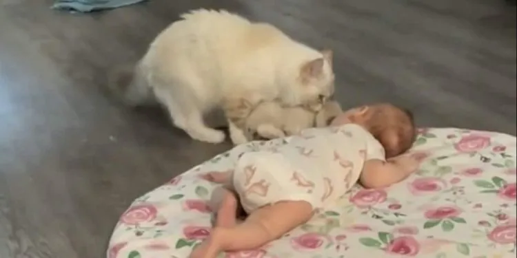 chatte