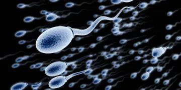  Des hommes bientôt plus fertiles ?  Des chercheurs alertent sur la baisse du nombre de spermatozoïdes !