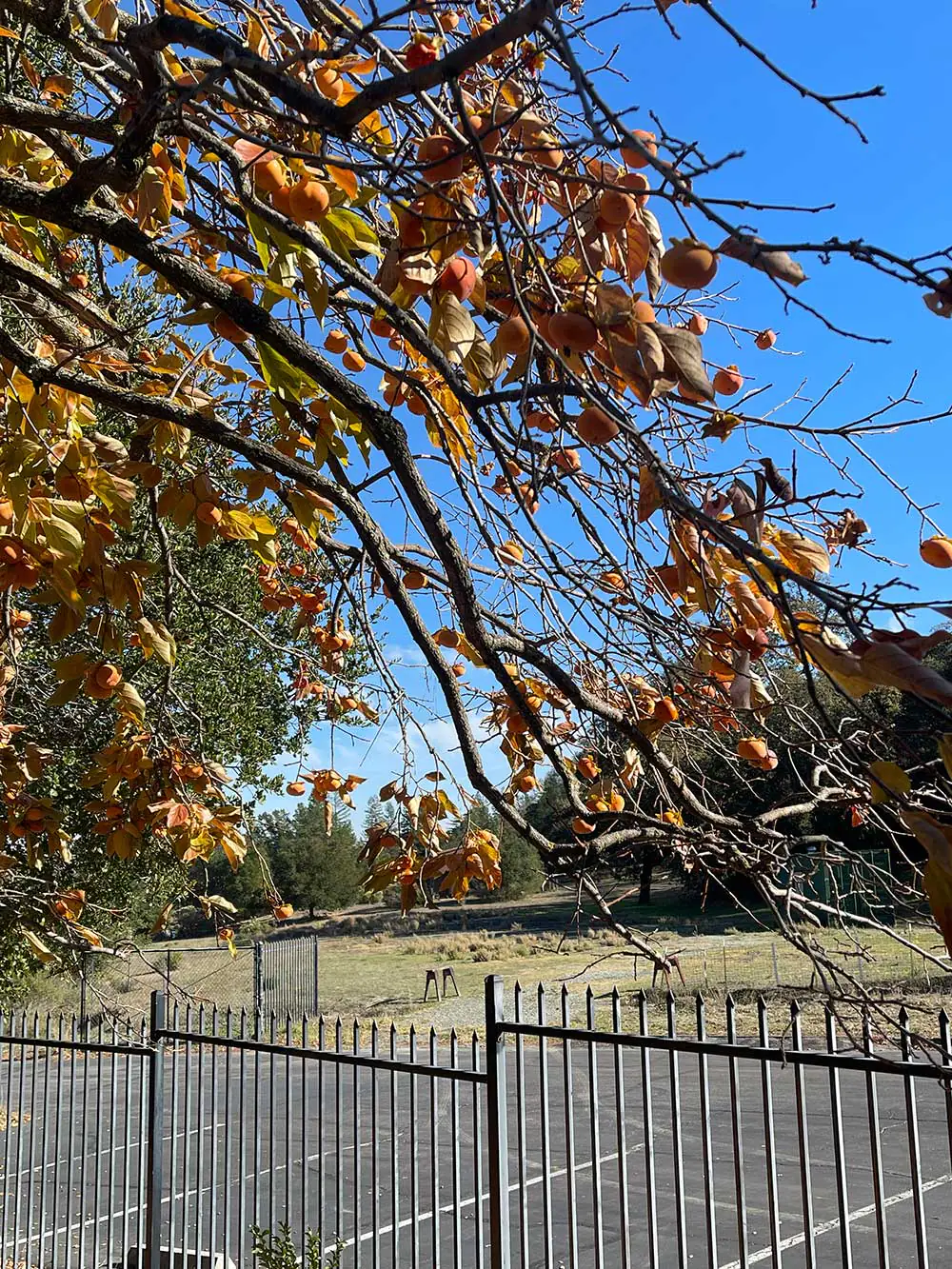 Joyeux Thanksgiving et promenade d'automne sous le soleil de Californie