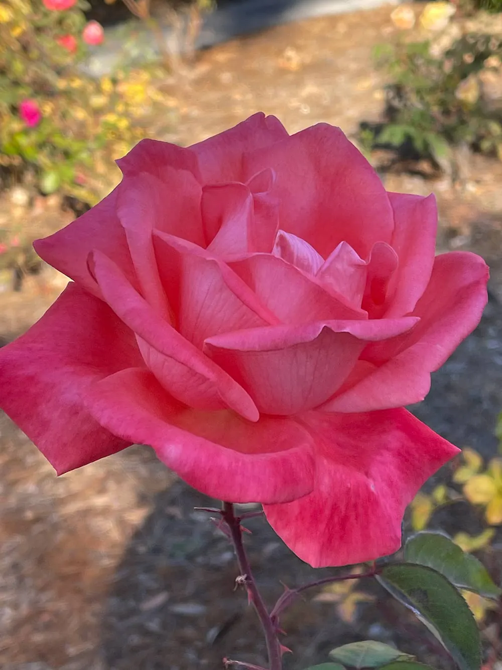 Joyeux Thanksgiving et promenade d'automne sous le soleil de Californie