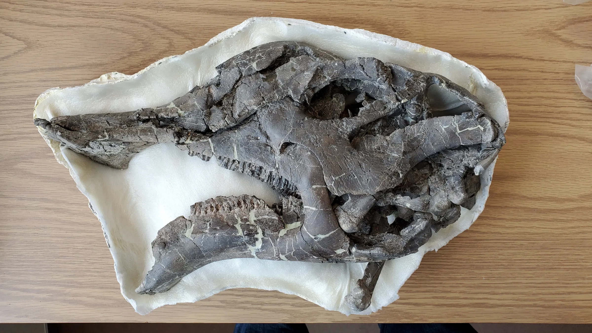 Le crâne du dinosaure à bec de canard Hypacrosaurus stebingeri.