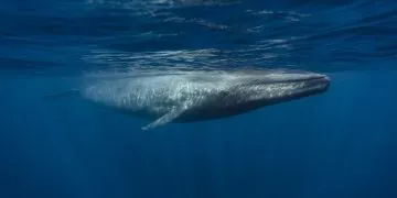 L'apport quotidien en microplastiques d'un rorqual bleu pèse autant qu'une personne de petite taille