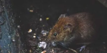 Les visiteurs de Center Parcs deviennent fous après une invasion de rats