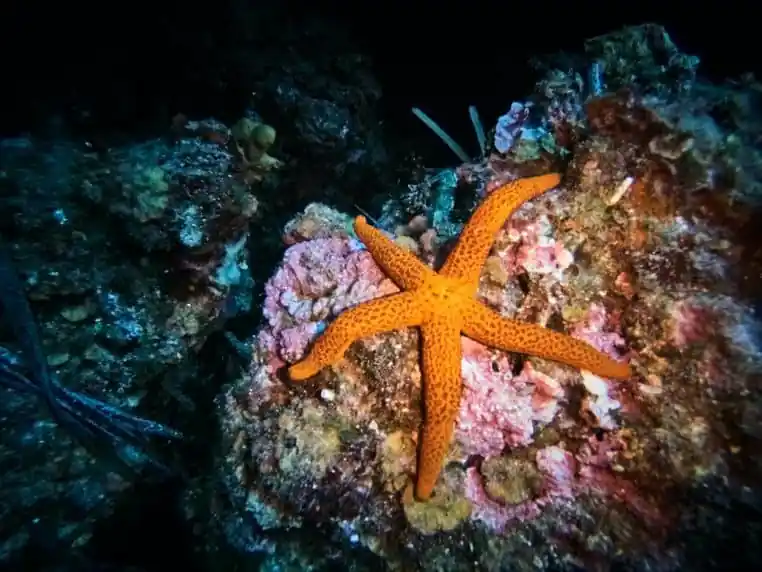 étoile de mer