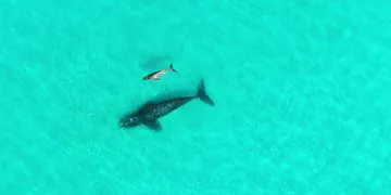Lobservation De Baleines En Australie Laisse Entrevoir Une Adoption Interspecifique