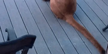 Un enfant croit voir un chien par la fenêtre, mais la réalité est tout autre (vidéo)