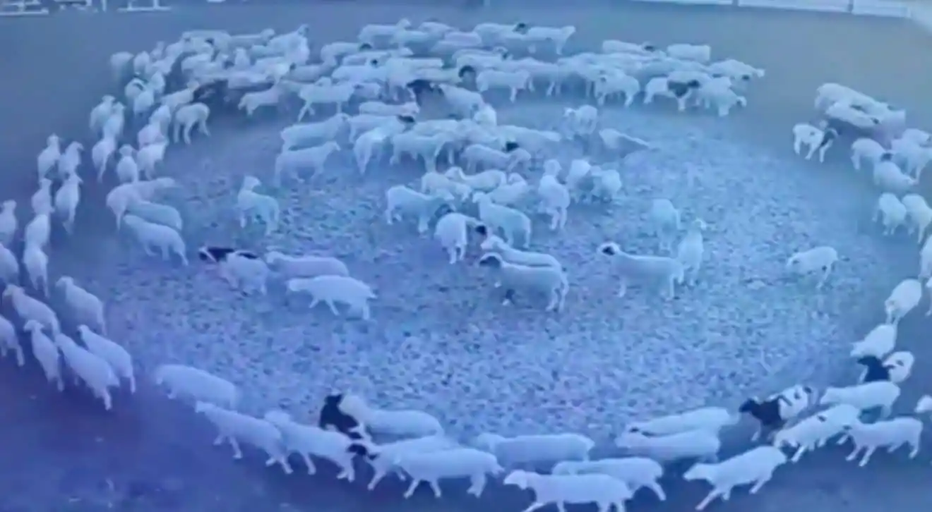cercle de moutons