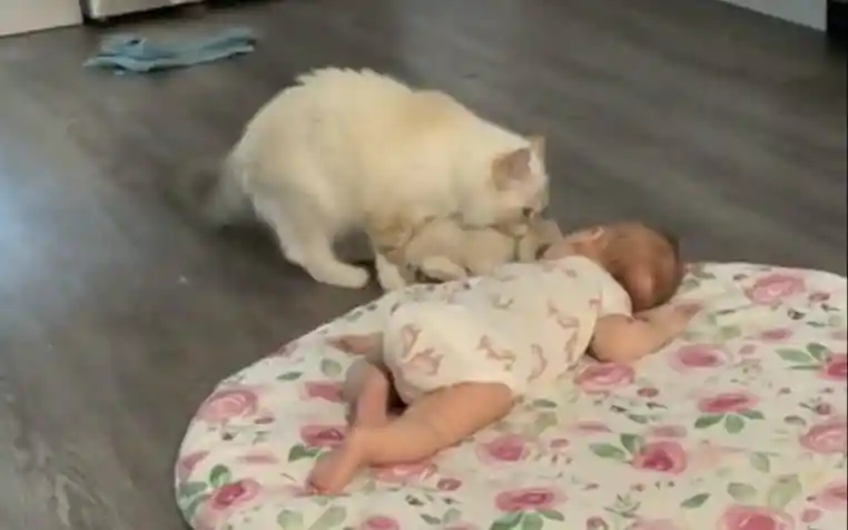 chat