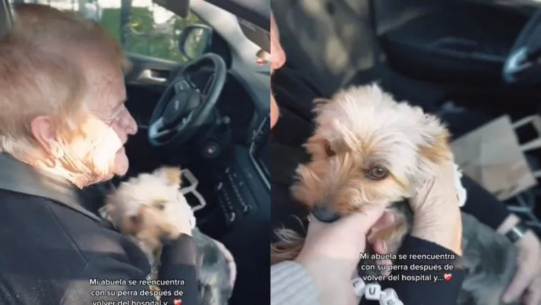 grand-mère chien