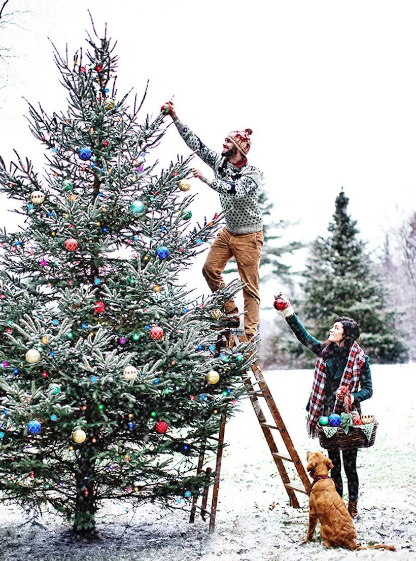 Filtre photo de Noël, Sapin de Noël, Décoration de Noël, Branche, Arbre, Neige