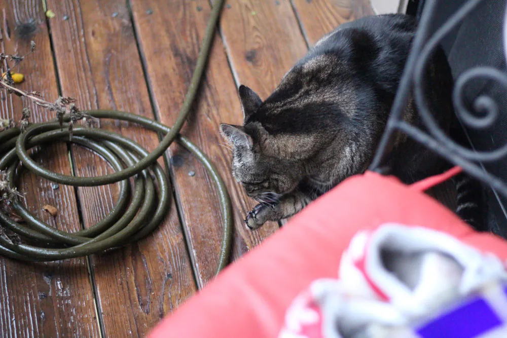 Dimanche avec des onglets le chat, mascotte de blog de maquillage et de beauté, vol. 739