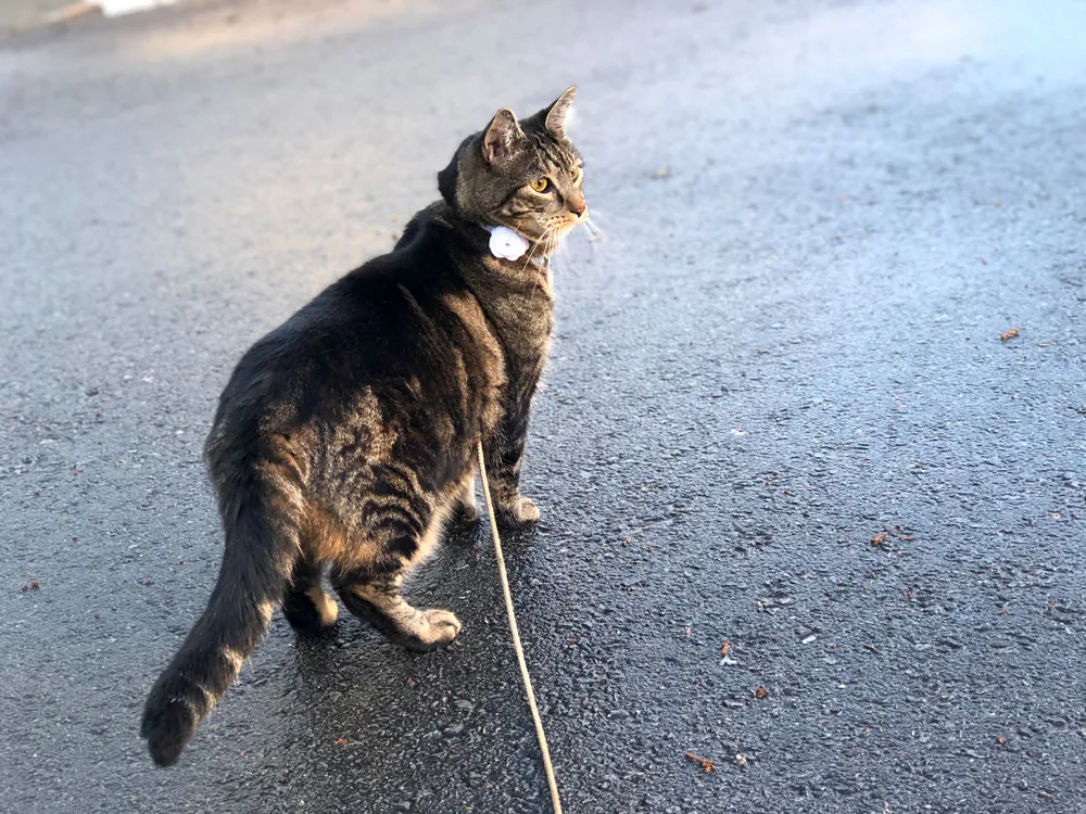 Dimanche avec des onglets le chat, mascotte de blog de maquillage et de beauté, vol. 739