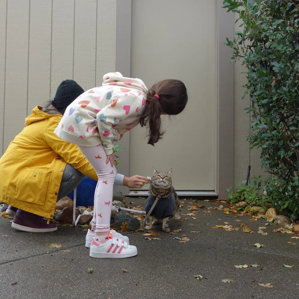 Dimanche avec des onglets le chat, mascotte de blog de maquillage et de beauté, vol. 739
