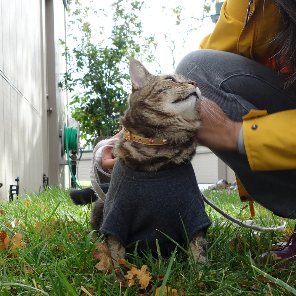 Dimanche avec des onglets le chat, mascotte de blog de maquillage et de beauté, vol. 739