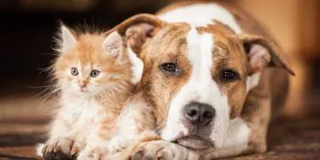 Pourquoi les chiens sont-ils si affectueux, contrairement aux chats ?