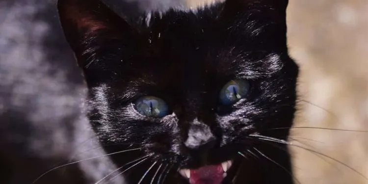 morsure chat
