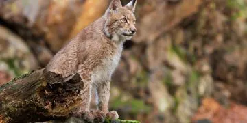 Cette femme s'est retrouvée nez à nez avec un Lynx... Elle a eu la peur de sa vie