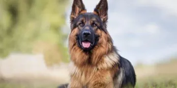 Ce chien disparait depuis un an, il est retrouvé à 2500 km de chez lui