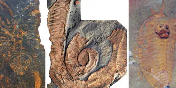 Des arthropodes de 7 pieds de long commandaient la mer il y a 470 millions d'années, montrent des fossiles "exquis"