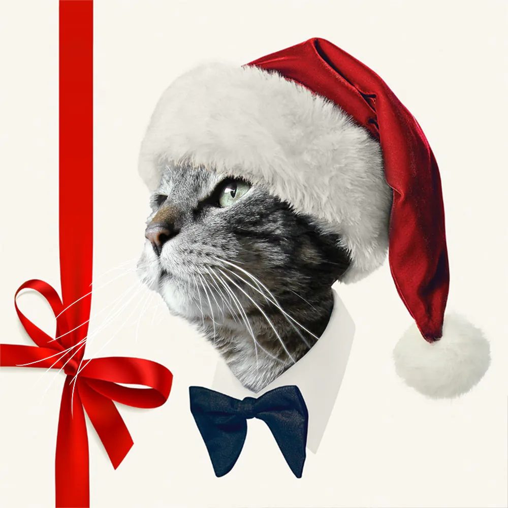 Dimanche avec des onglets le chat, mascotte de blog de maquillage et de beauté, Vol.  742