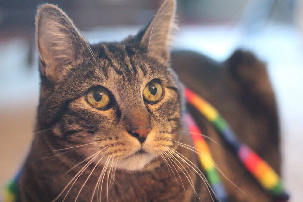 Dimanche avec des onglets le chat, mascotte de blog de maquillage et de beauté, Vol.  742