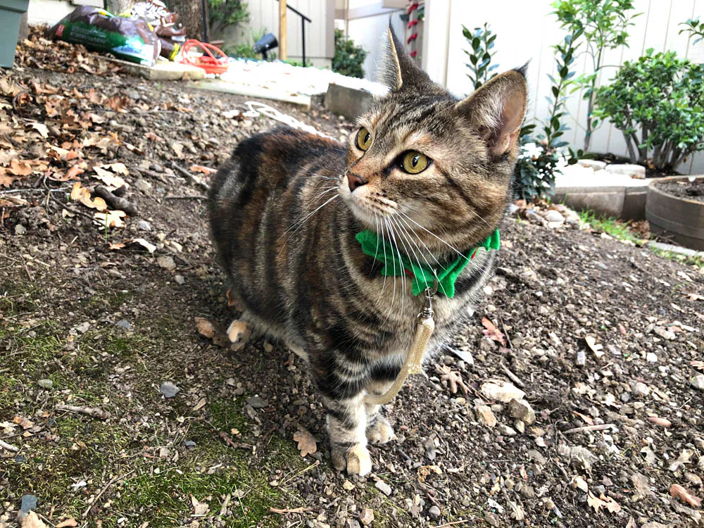 Dimanche avec des onglets le chat, mascotte de blog de maquillage et de beauté, Vol.  742