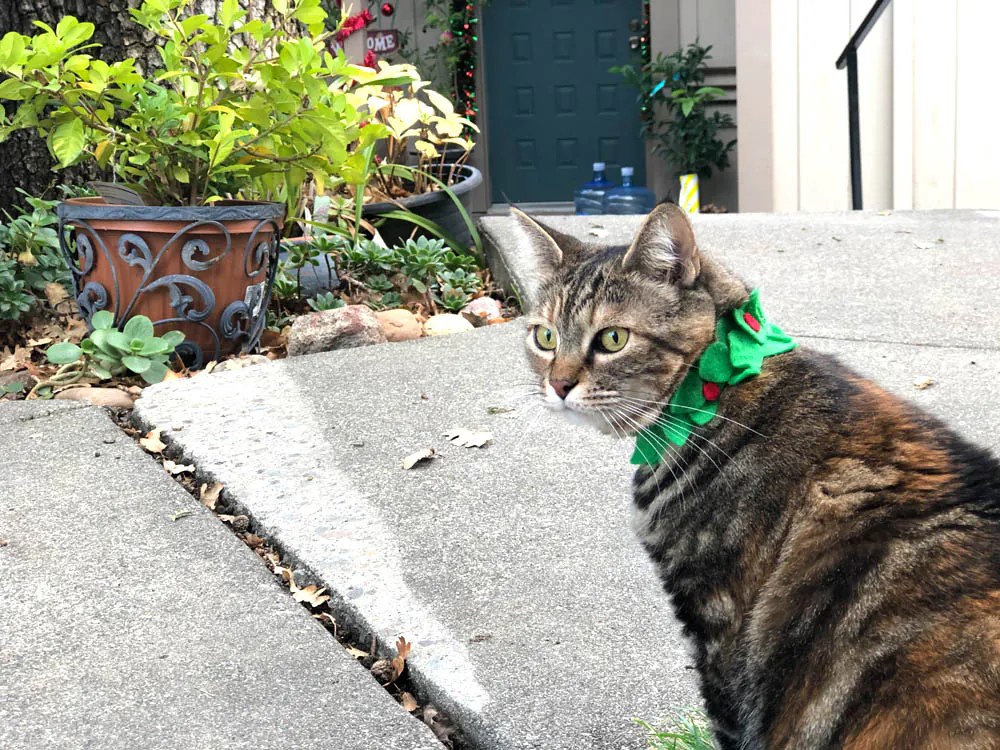 Dimanche avec des onglets le chat, mascotte de blog de maquillage et de beauté, Vol.  742