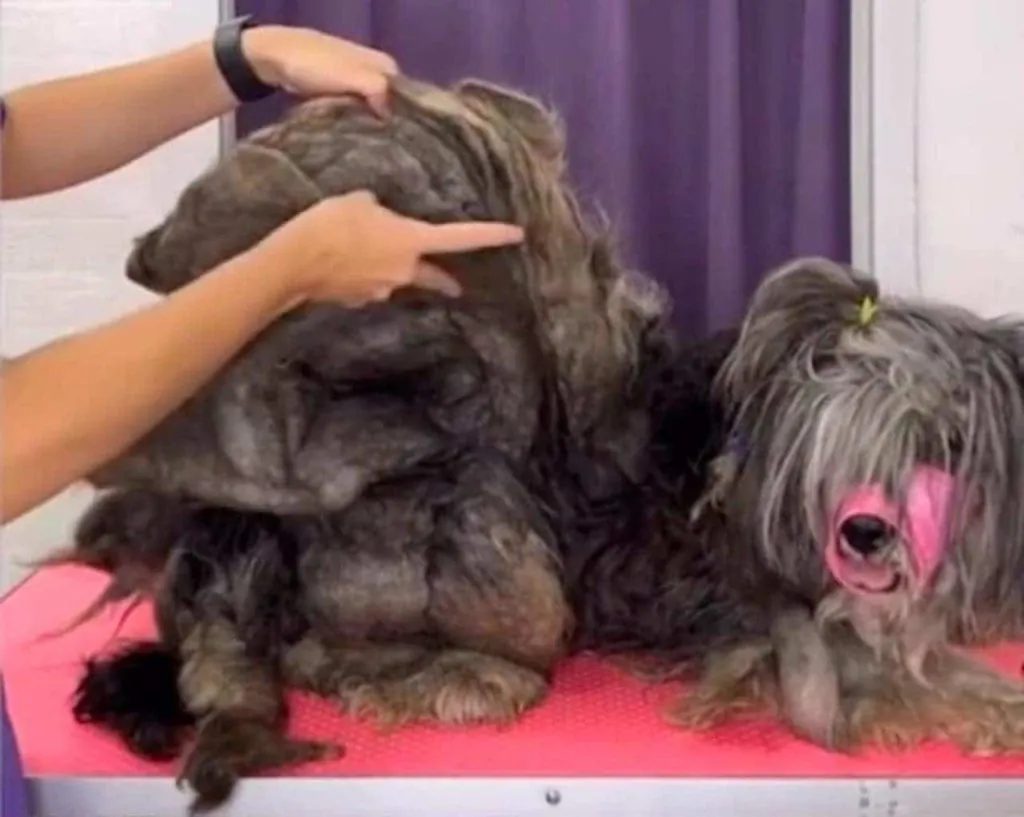 Ce chien avait bien besoin d'un toilettage : il est méconnaissable (vidéo)