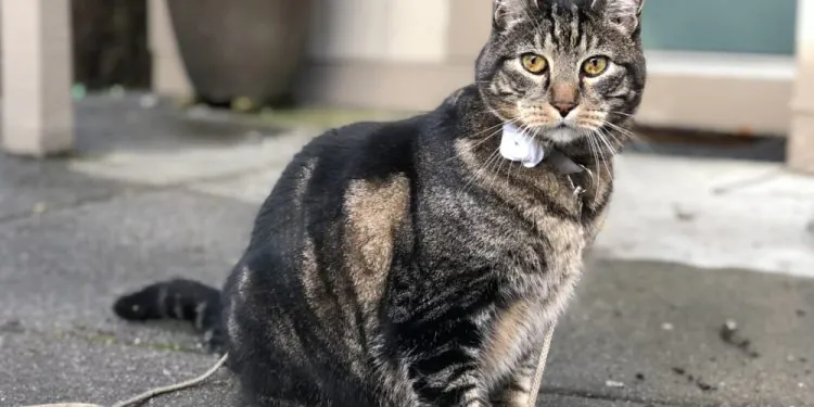 Dimanche avec des onglets le chat, mascotte de blog de maquillage et de beauté, vol. 739