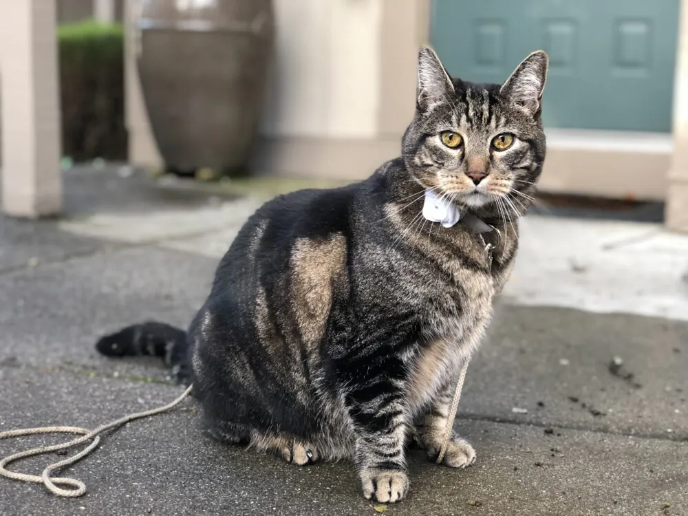 Dimanche avec des onglets le chat, mascotte de blog de maquillage et de beauté, vol. 739