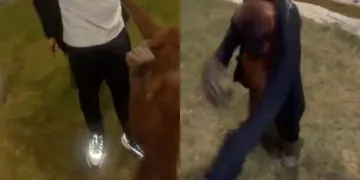 Il Est Deshabille Par Un Orang Outan Video
