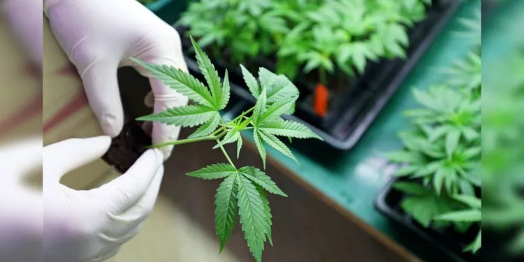 Le cannabis n'est pas meilleur qu'un placebo pour traiter la douleur, selon 20 études