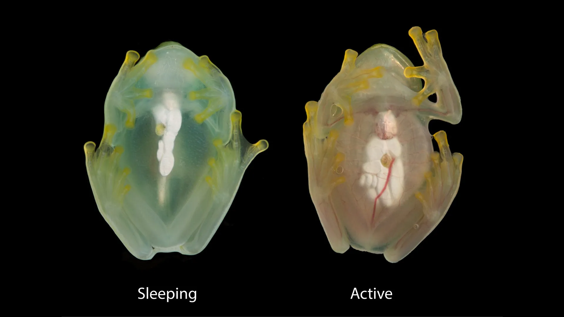 Comparaison côte à côte d'une grenouille de verre photographiée pendant le sommeil et pendant l'activité, à l'aide d'un flash, pour montrer la différence de perfusion de globules rouges dans le système circulatoire.