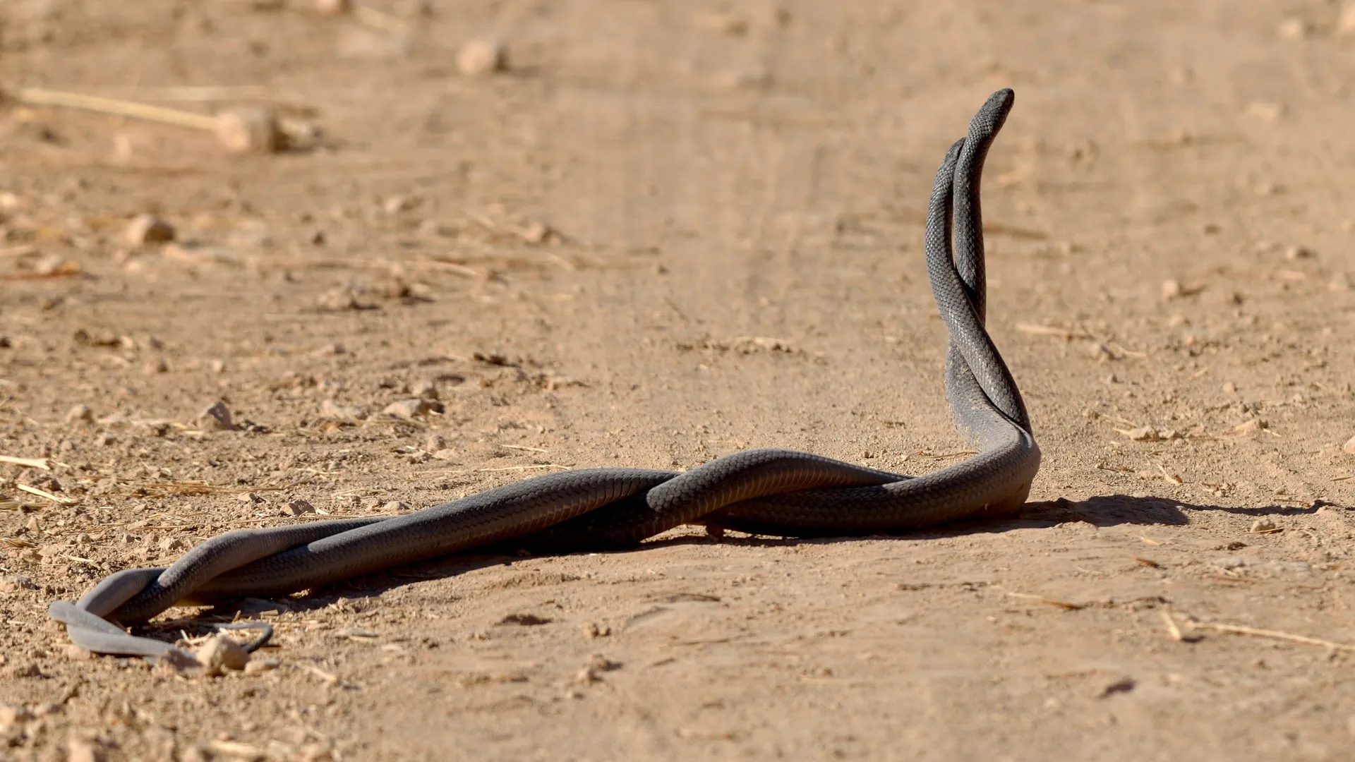 Ici, nous voyons deux serpents noirs s'accoupler. Sur un chemin poussiéreux et sablonneux, il y a deux longs serpents noirs entrelacés, enroulés l'un autour de l'autre.