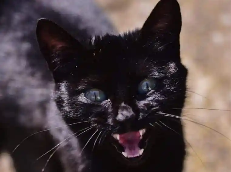 morsure de chat