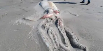 10 Creatures Bizarres Qui Se Sont Echouees En 2022