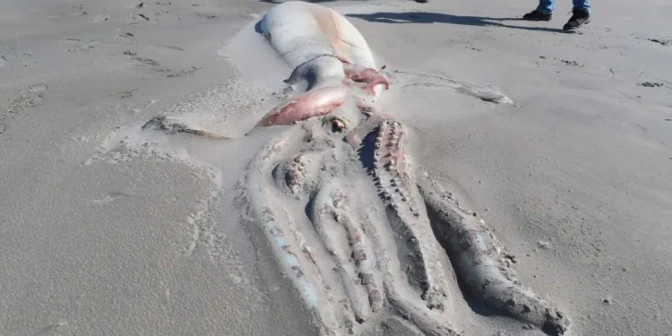 10 créatures bizarres qui se sont échouées en 2022