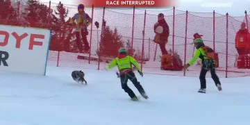 Ce chien vole la vedette aux meilleurs skieurs du monde (vidéo)