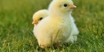 Des poussins toujours écrasés malgré l'interdiction ?  L214 sonne l'alarme