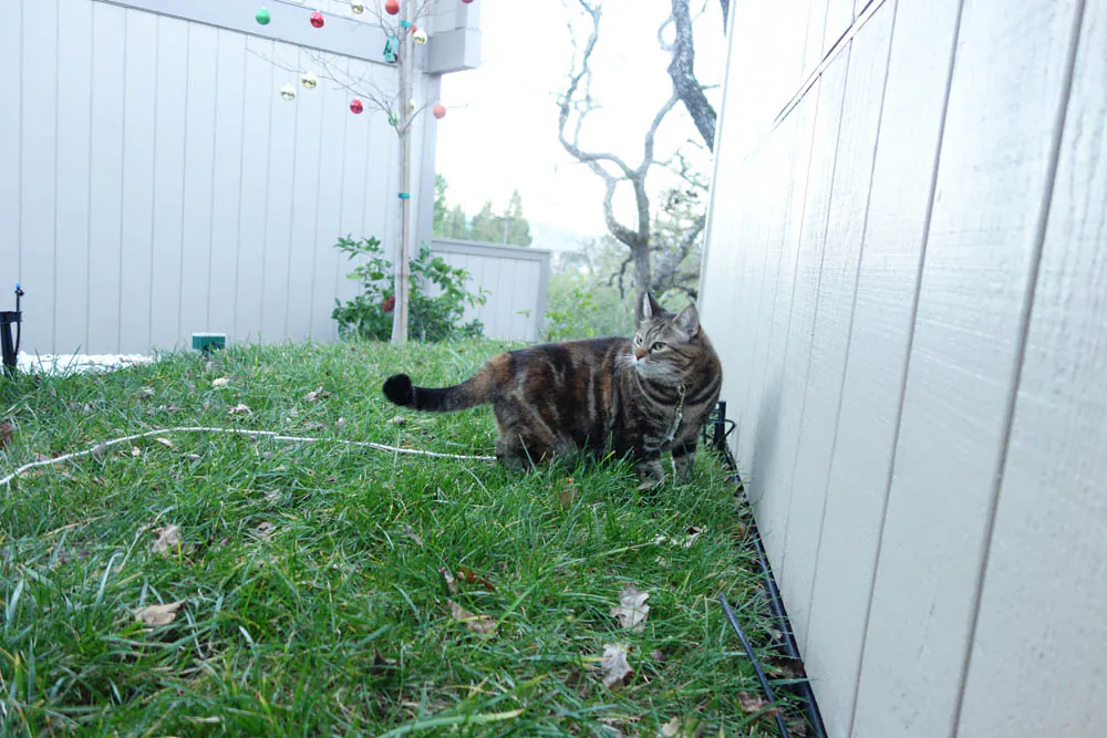 Dimanche avec des onglets le chat, mascotte de blog de maquillage et de beauté, vol.  743