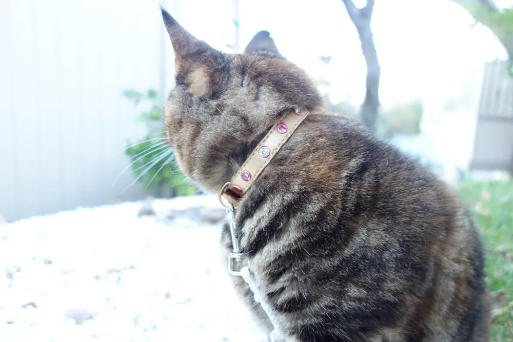Dimanche avec des onglets le chat, mascotte de blog de maquillage et de beauté, vol.  743