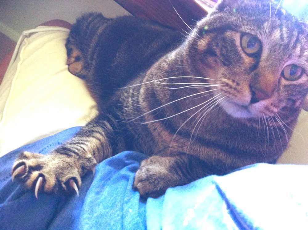 Dimanche avec des onglets le chat, mascotte de blog de maquillage et de beauté, vol.  743