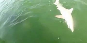  D'une seule bouchée, un monstre marin sort de l'eau pour attraper un requin de 3 mètres !  (vidéo)