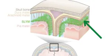 Le nouveau «bouclier protecteur» dans le cerveau est comme une tour de guet pour les cellules immunitaires